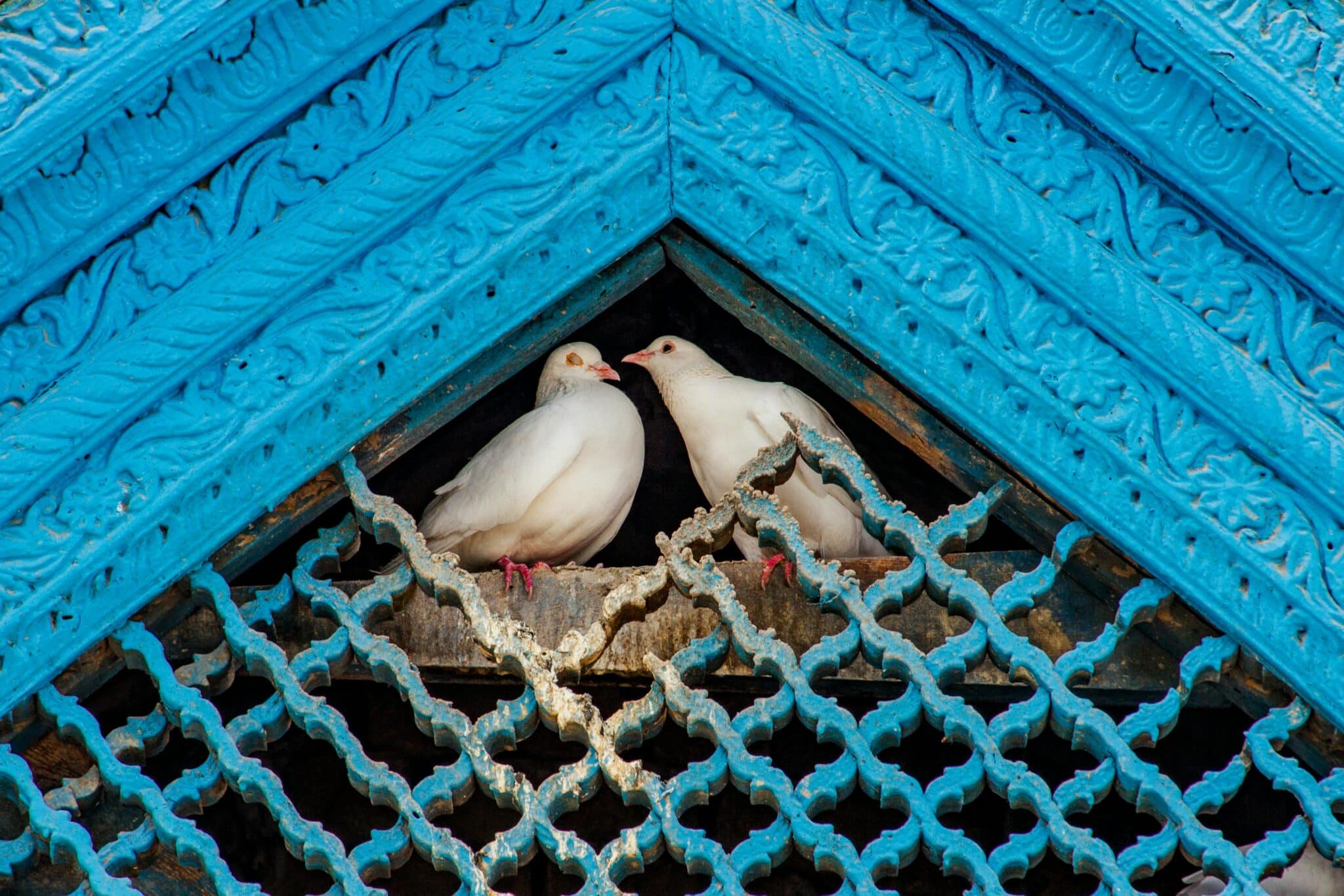 two doves | Photo by Ali Azad