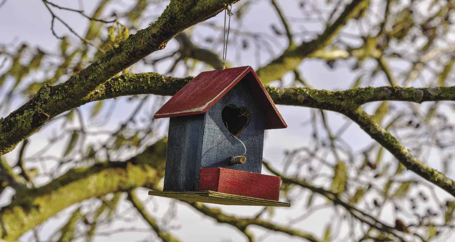 bird feeder in a tree