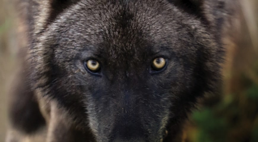 Wolf looks at the camera--yikes!