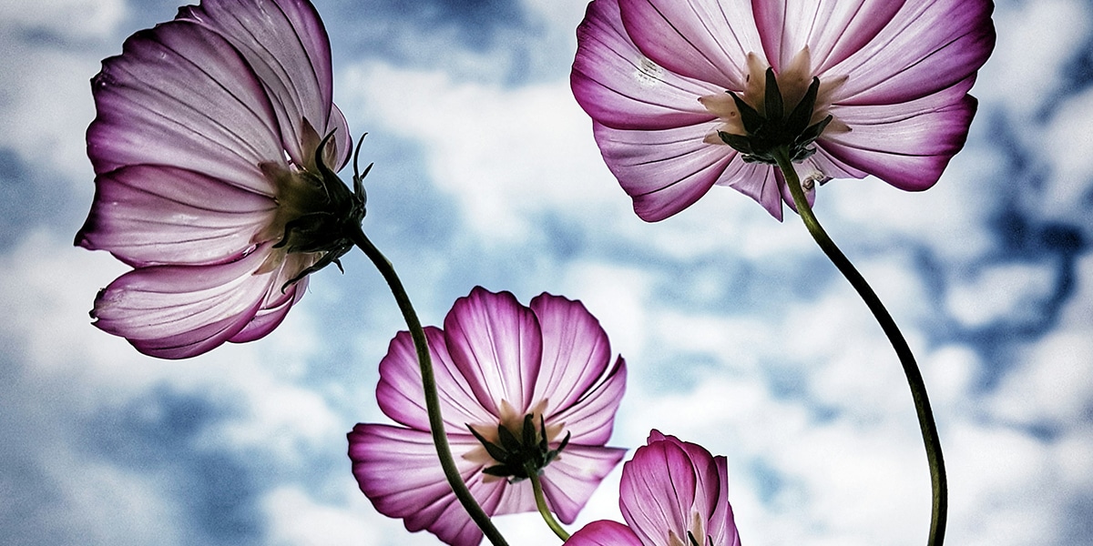 flowers reflecting in sunlight