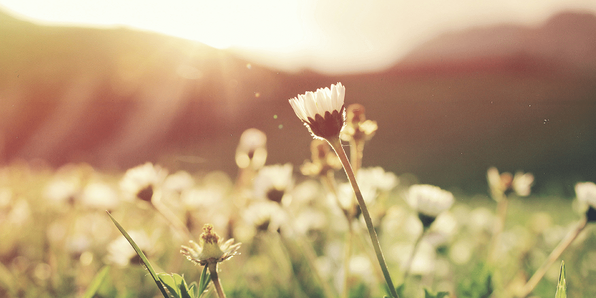 spring flowers