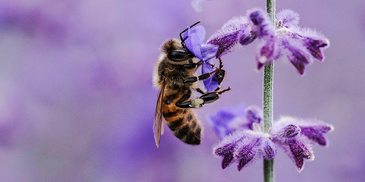 bee nurturing from a purple flower