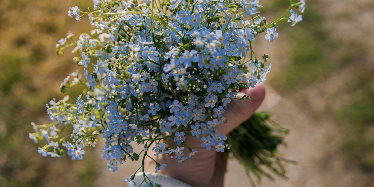 hand holding a bouquet of forget-me-not flowers