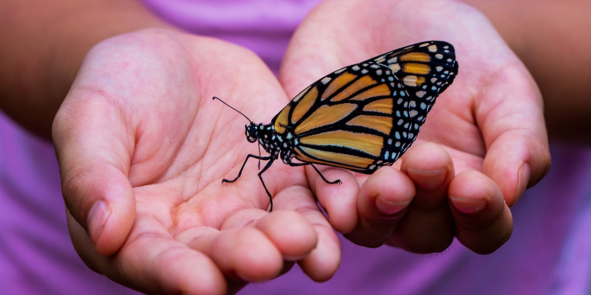 Monarch butterfly sitting on a hand.