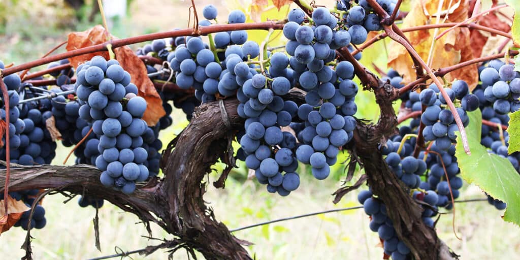 blue grapes hanging on branches from a vine