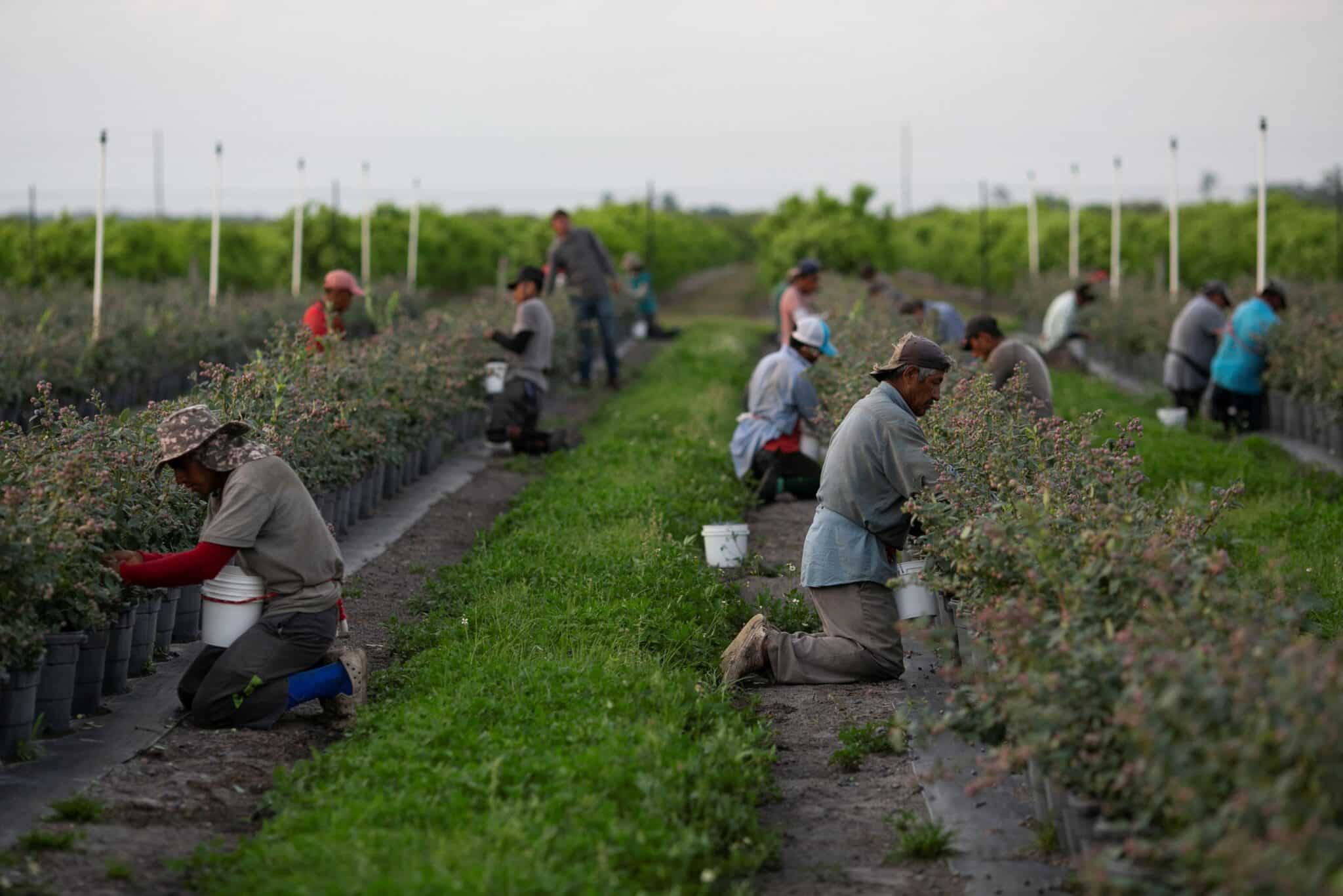 Mexican migrant workers pick blueberries during a harvest at a farm in Lake Wales, Florida, U.S., March 31, 2020. (OSV News photo/Marco Bello, Reuters)