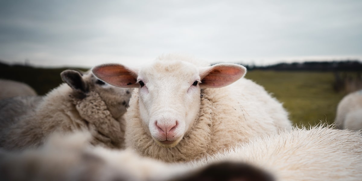 sheep grazing in the field