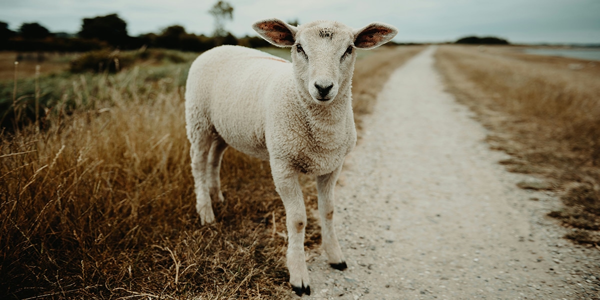 One lost sheep next to a path