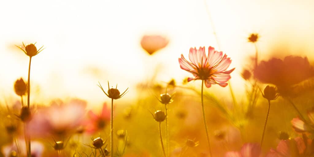 Spring flowers bathed in sunrise light
