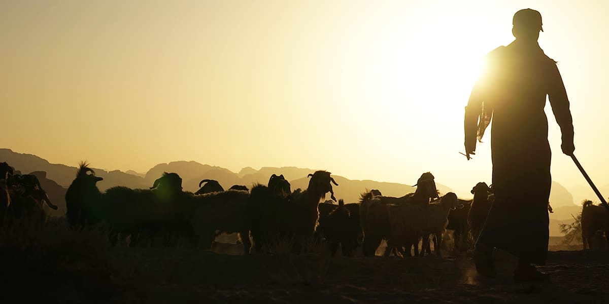 A shepherd surrounded by his flock of sheep in a field during sunrise.