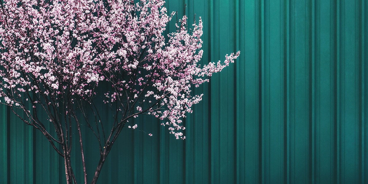 a tree budding pink flowers