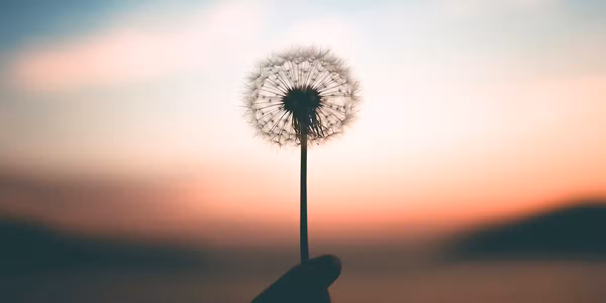 hand holding the weed, dandelion