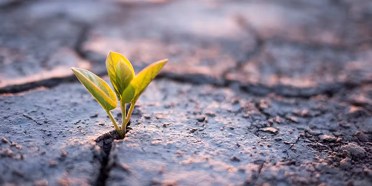 new green plant breaking through the ground in a dry dessert.