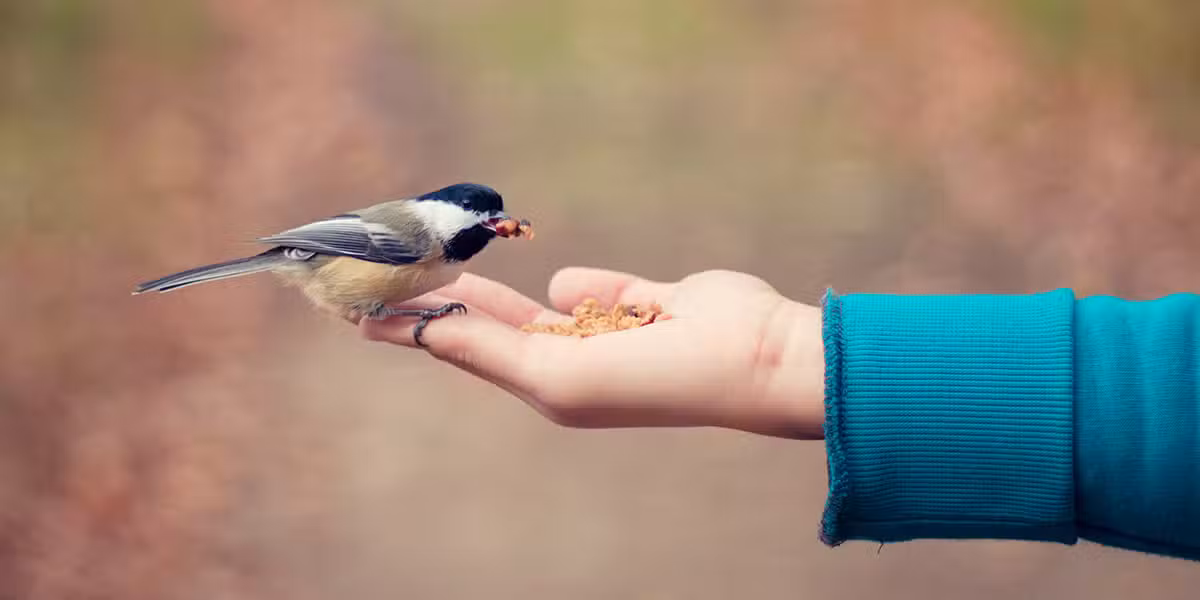 bird eating food out of a hand.