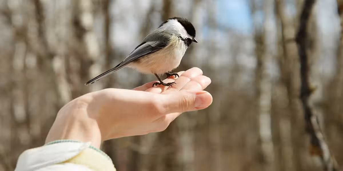 bird sitting on a hand with food