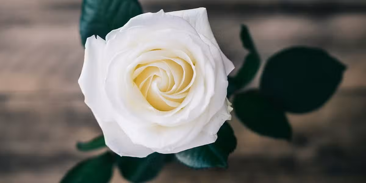 rose in full bloom