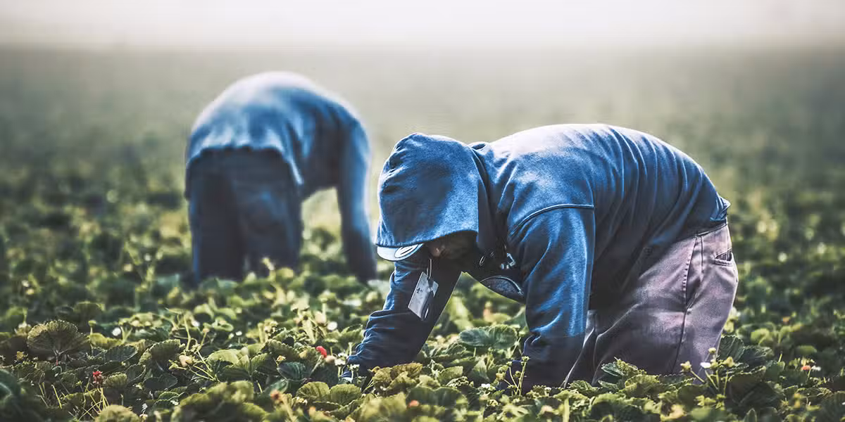 farm workers harvesting the fields.