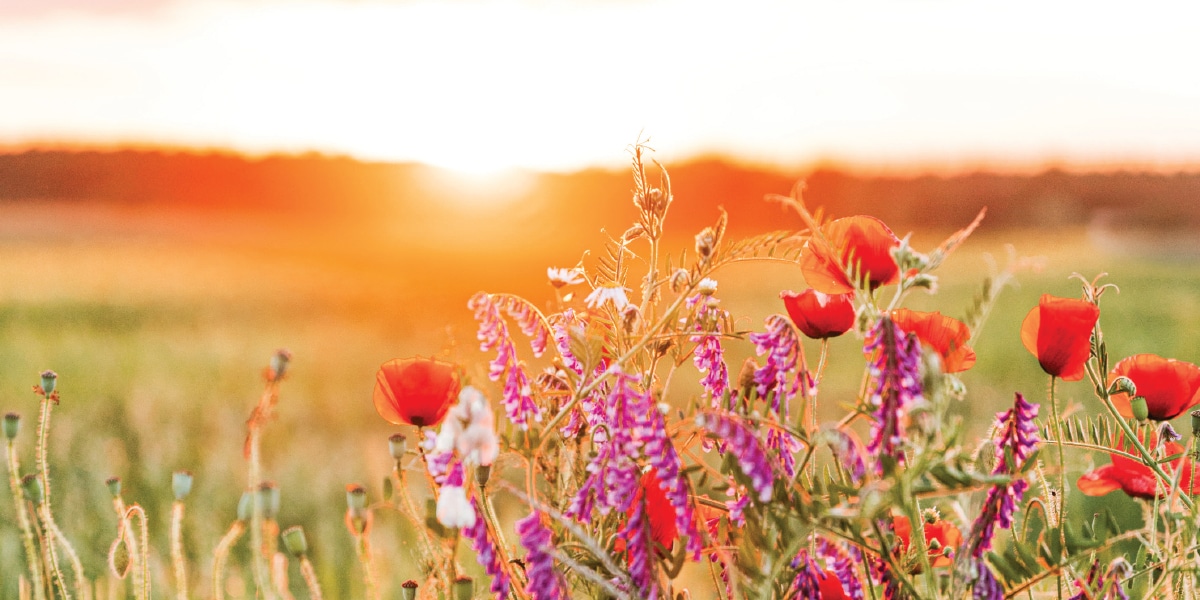 God's flowers for St. Francis
