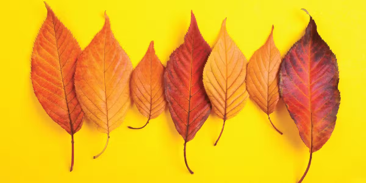 Changing Seasons