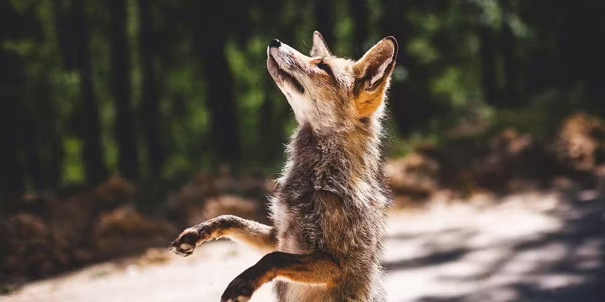 Fox in the wild | Photo by Francisco Moreno on Unsplash
