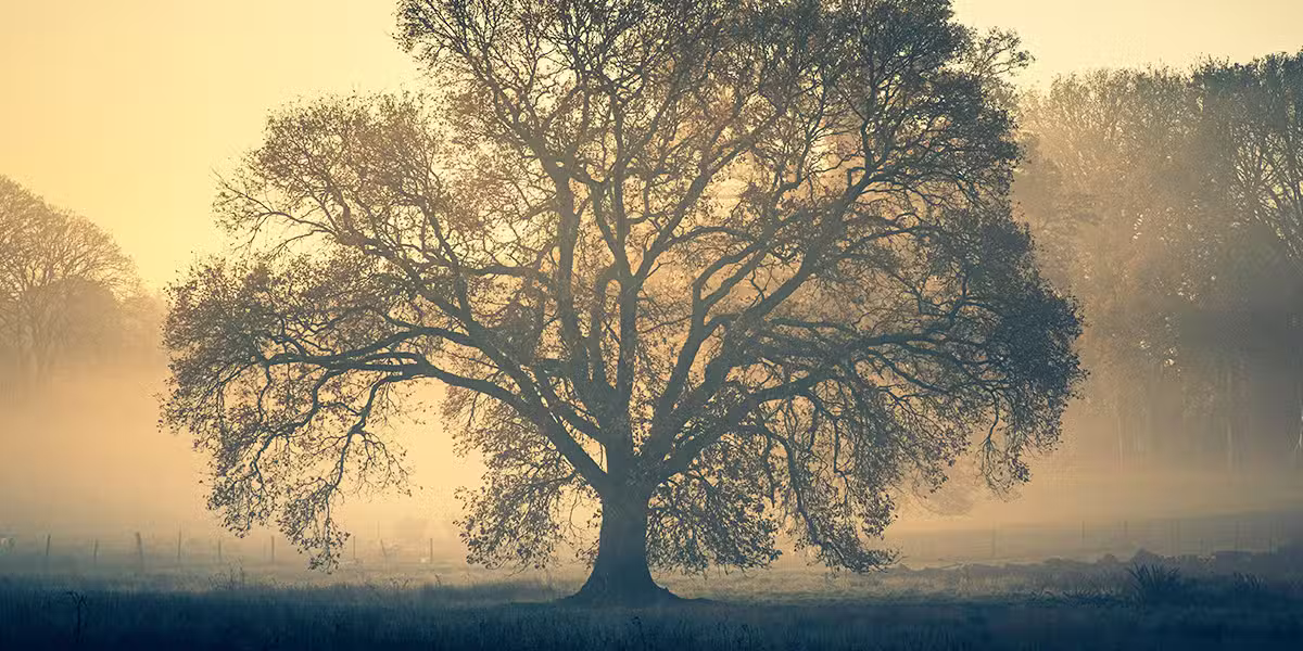 Oak Tree | Photo by Doncoombez on Unsplash