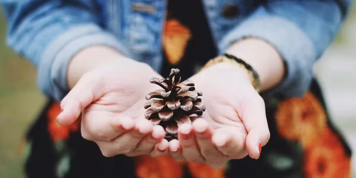 open your senses to creation; hands holding a pine cone, Meghan Schiereck/Unsplash