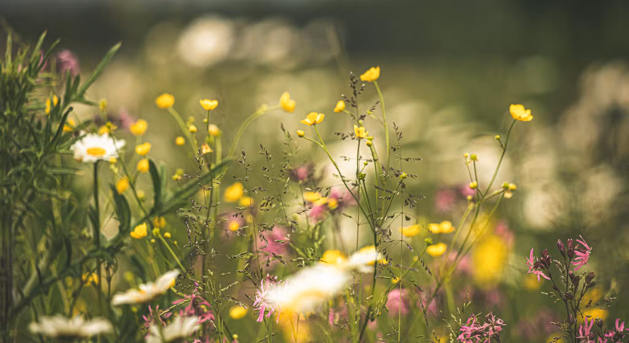 photo-by-kristine-cinate