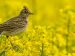 Skylark perching in a flowering rapeseed field.