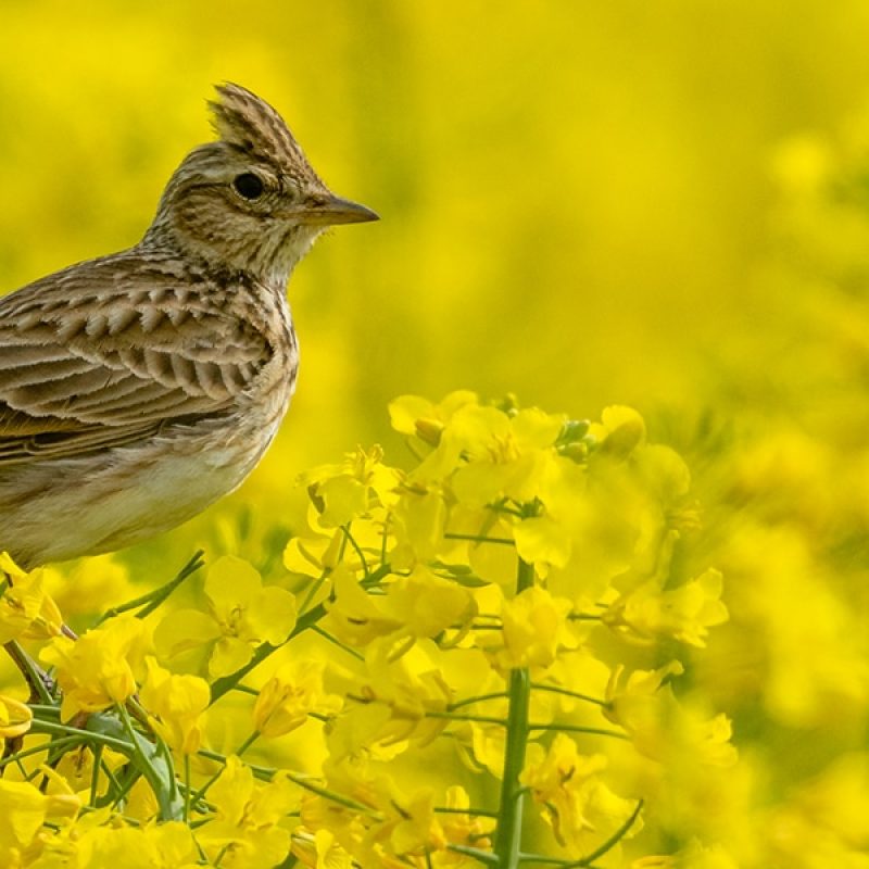 Skylark perching in a flowering rapeseed field.