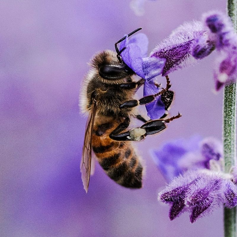 bee nurturing from a purple flower