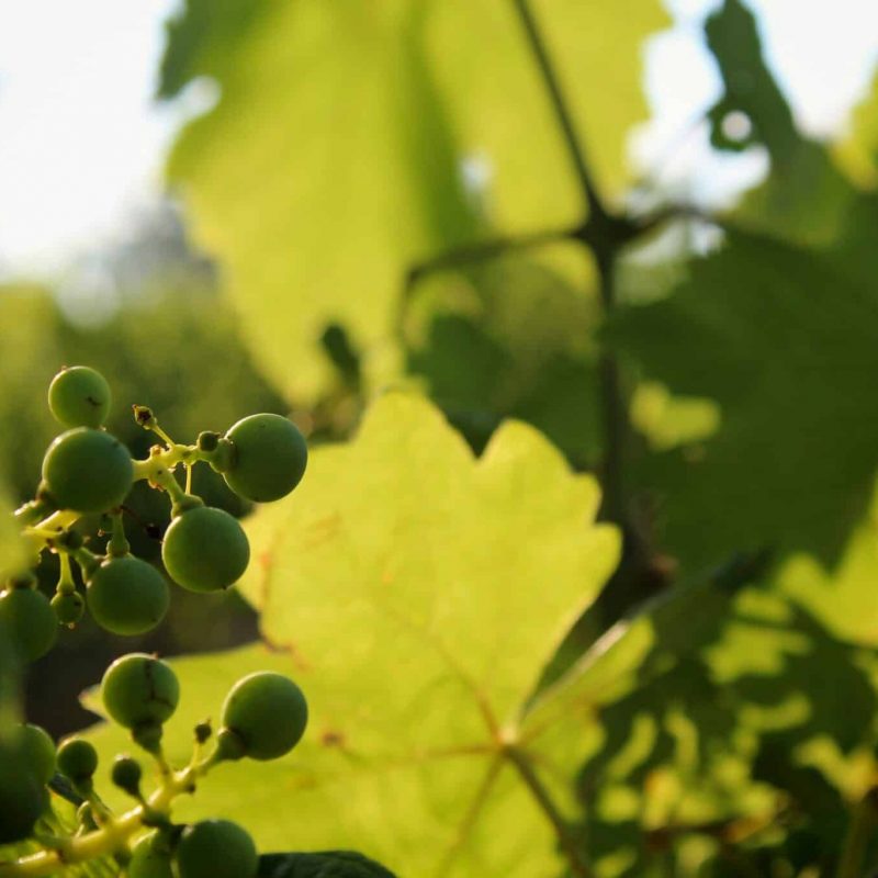 photo-by-botond-czapp