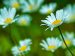 white daisies in a field