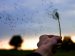 A wind is blowing dandelion seeds into the sky