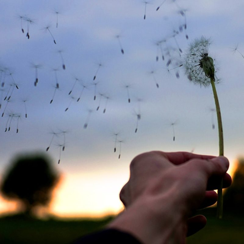 A wind is blowing dandelion seeds into the sky