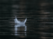 feather floating on water