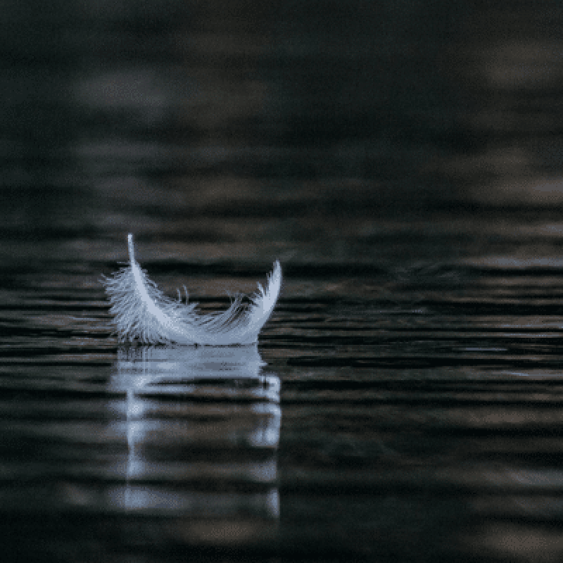 feather floating on water