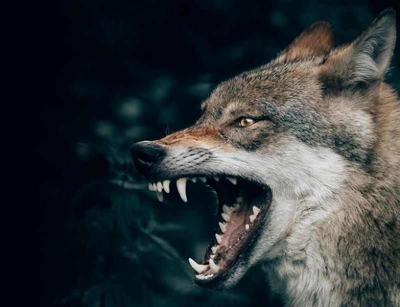 Wolf shows its teeth