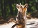 fox-in-the-wild-francisco-moreno-unsplash Fox in the wild | Photo by Francisco Moreno on Unsplash