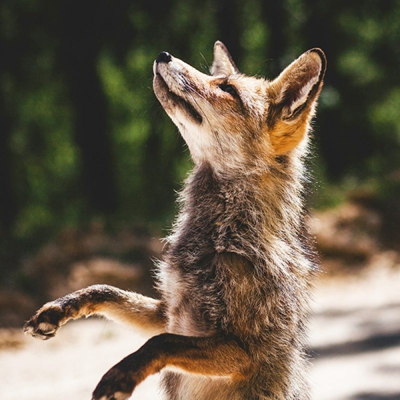 fox-in-the-wild-francisco-moreno-unsplash Fox in the wild | Photo by Francisco Moreno on Unsplash