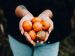 Person giving oranges | Elianna Gill | Unsplash