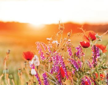 God's flowers for St. Francis