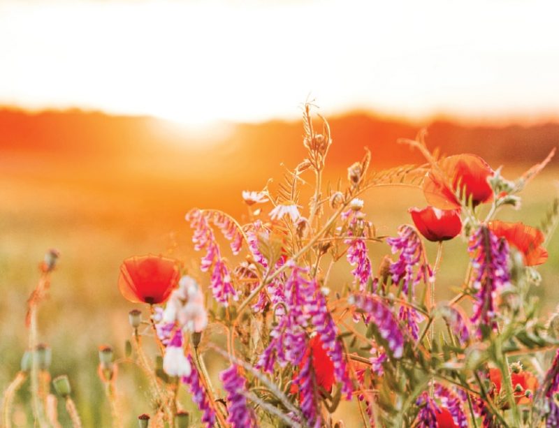 God's flowers for St. Francis