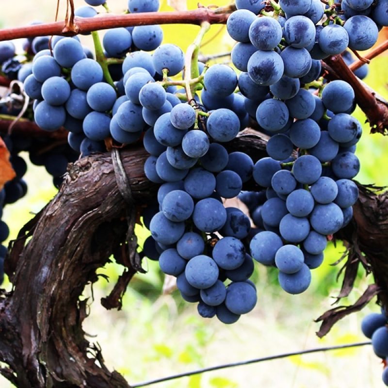 vine, full of branches and grapes