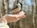 bird sitting on a hand with food