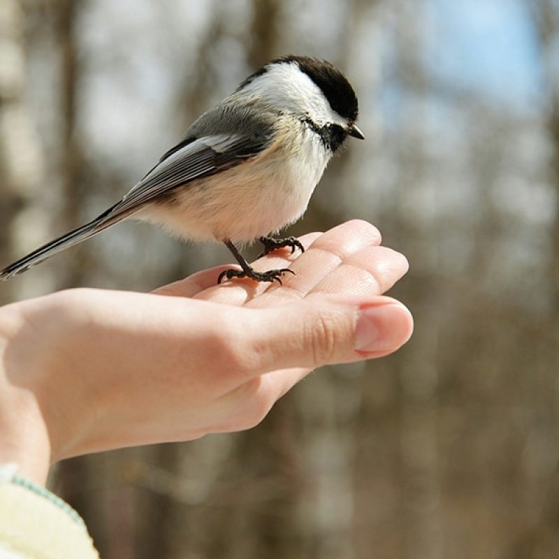 bird sitting on a hand with food