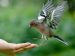 bird landing on a hand with its wings flapping