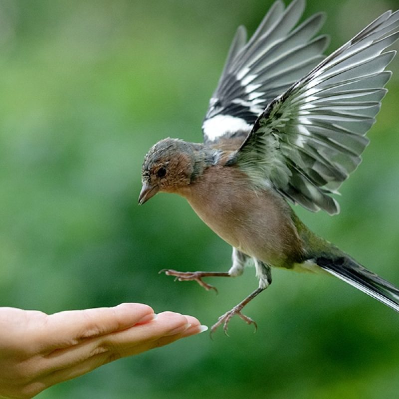 bird landing on a hand with its wings flapping