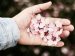 hand holding beautiful flowers