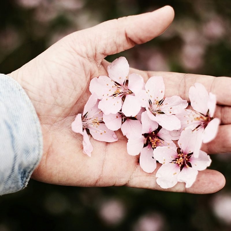 hand holding beautiful flowers