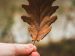 Hand holding a dying leaf.